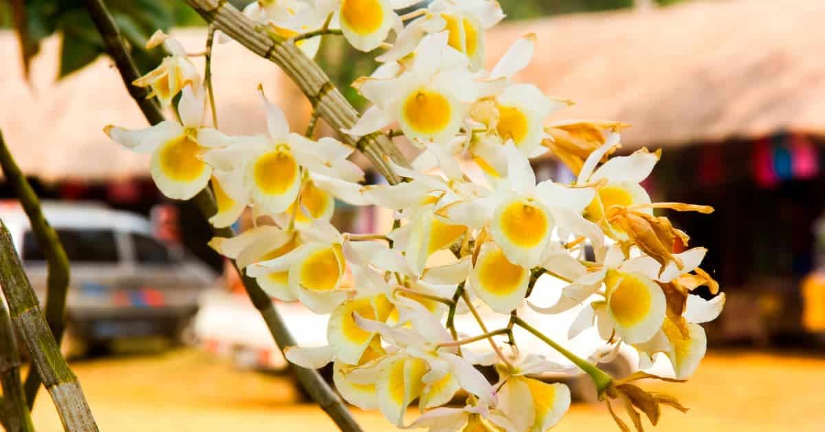 Como Cuidar das Orquídeas Dendrobium Densiflorum