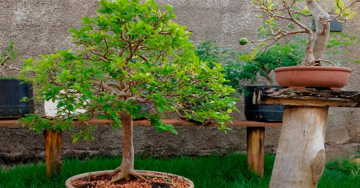 Como cuidar de um bonsai de jabuticaba?