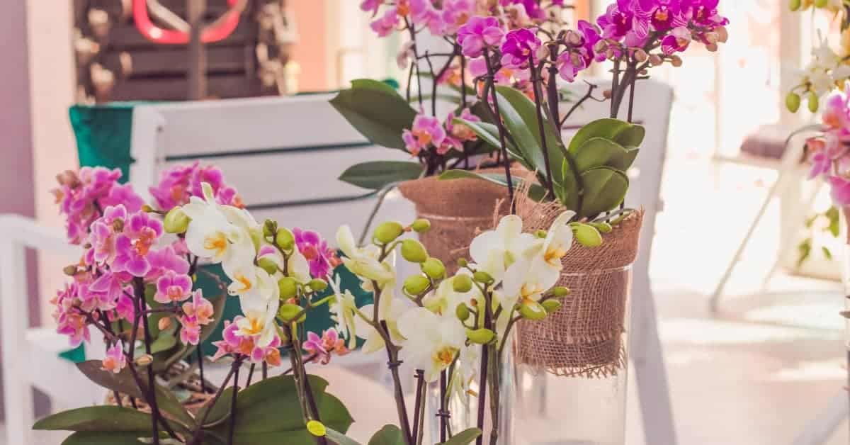 Qual o melhor vaso para orquídeas