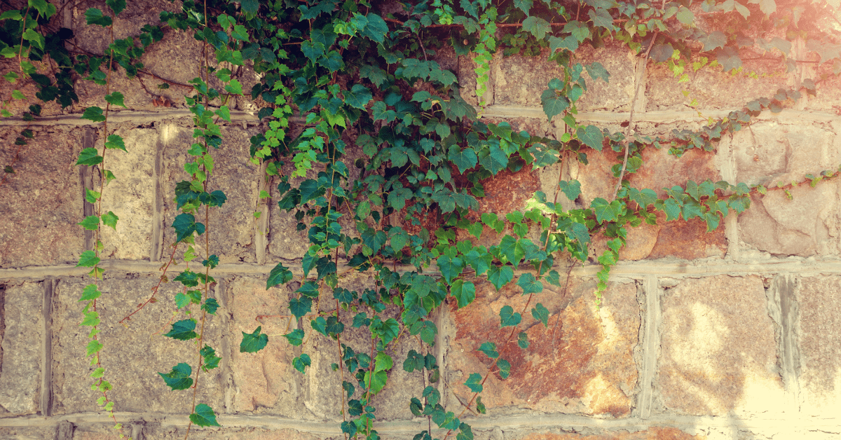 Tipos de Plantas para Muros