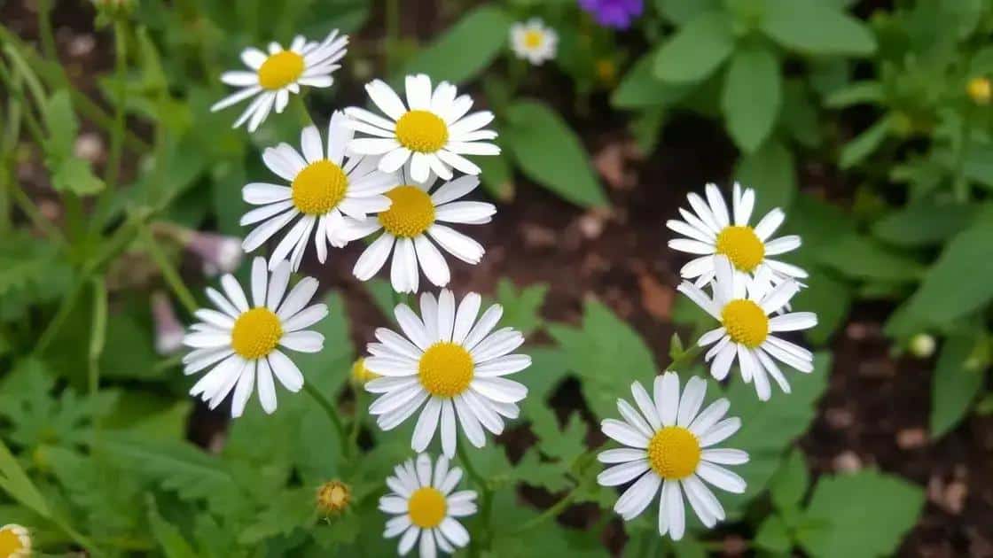 Aprenda a cuidar e colher flores para chás