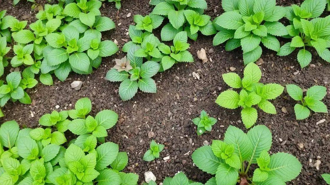 Tapete Verde: As Plantas Rasteiras que Protegem seu Solo e Eliminam a Necessidade de Capina