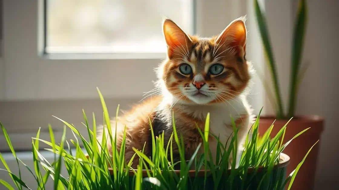 Como Cultivar o Melhor Jardim de Grama de Gato que Durará o Ano Todo
