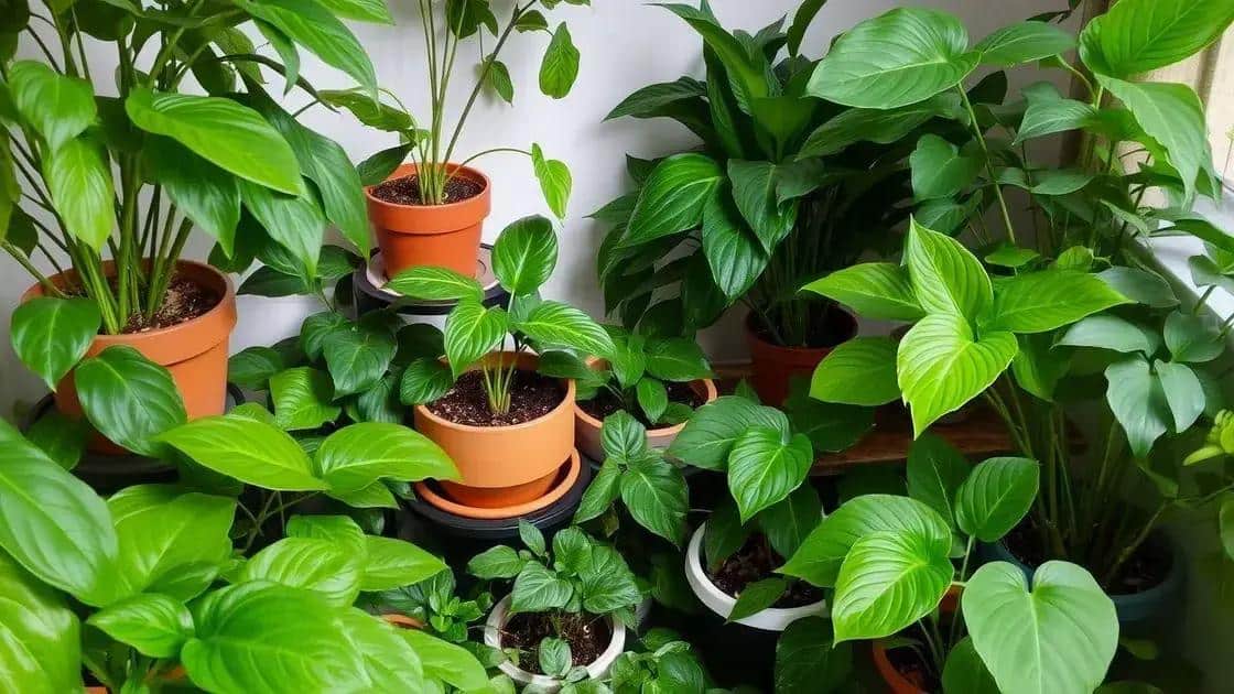 Espécies que se desenvolvem bem com pouca luz