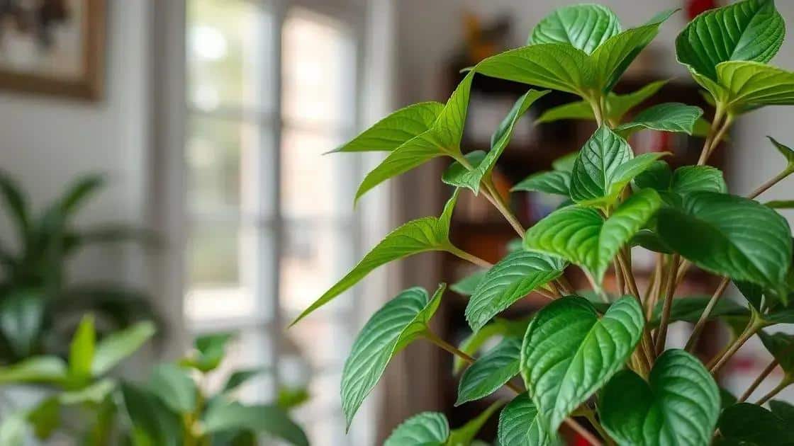 Sinais de que sua planta está saudável