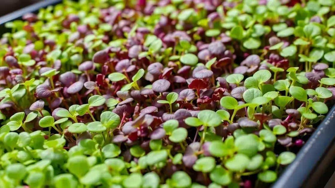Microverdes em Bandejas Rasas: Como Produzir Vegetais Nutritivos em 10 dias com 3cm de Profundidade