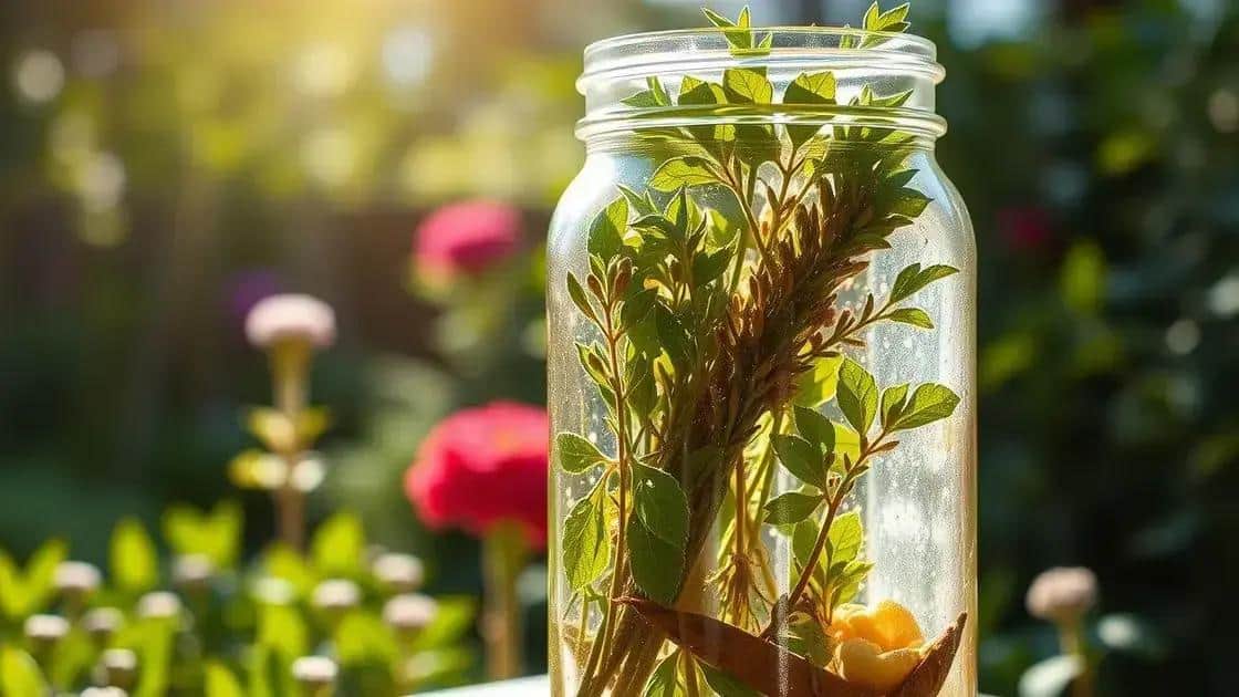 Maceração Solar: Como o Sol Pode Potencializar os Extratos das suas Ervas Medicinais